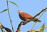 Red Collared-Dove